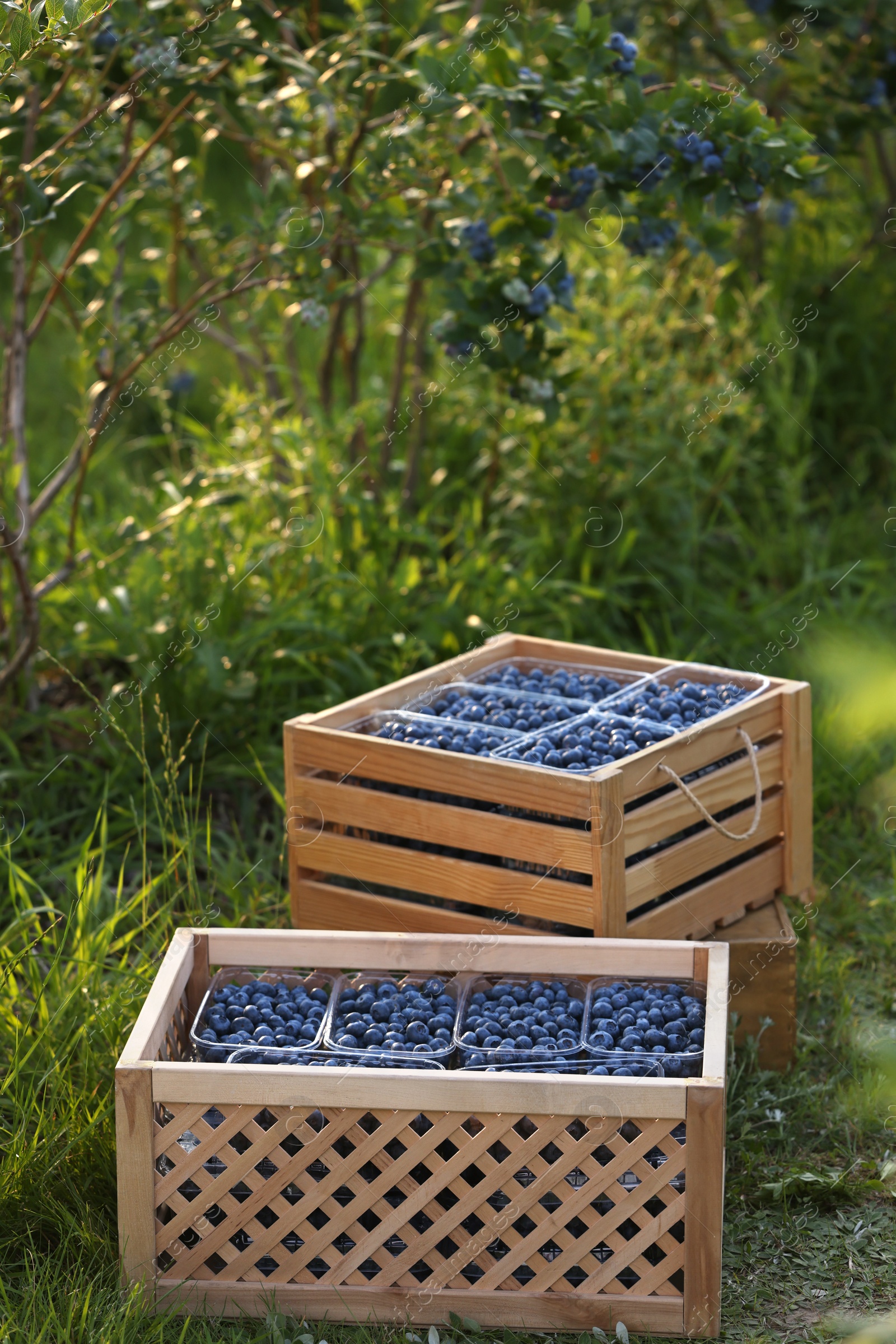 Photo of Boxes of fresh blueberries on green grass outdoors. Seasonal berries