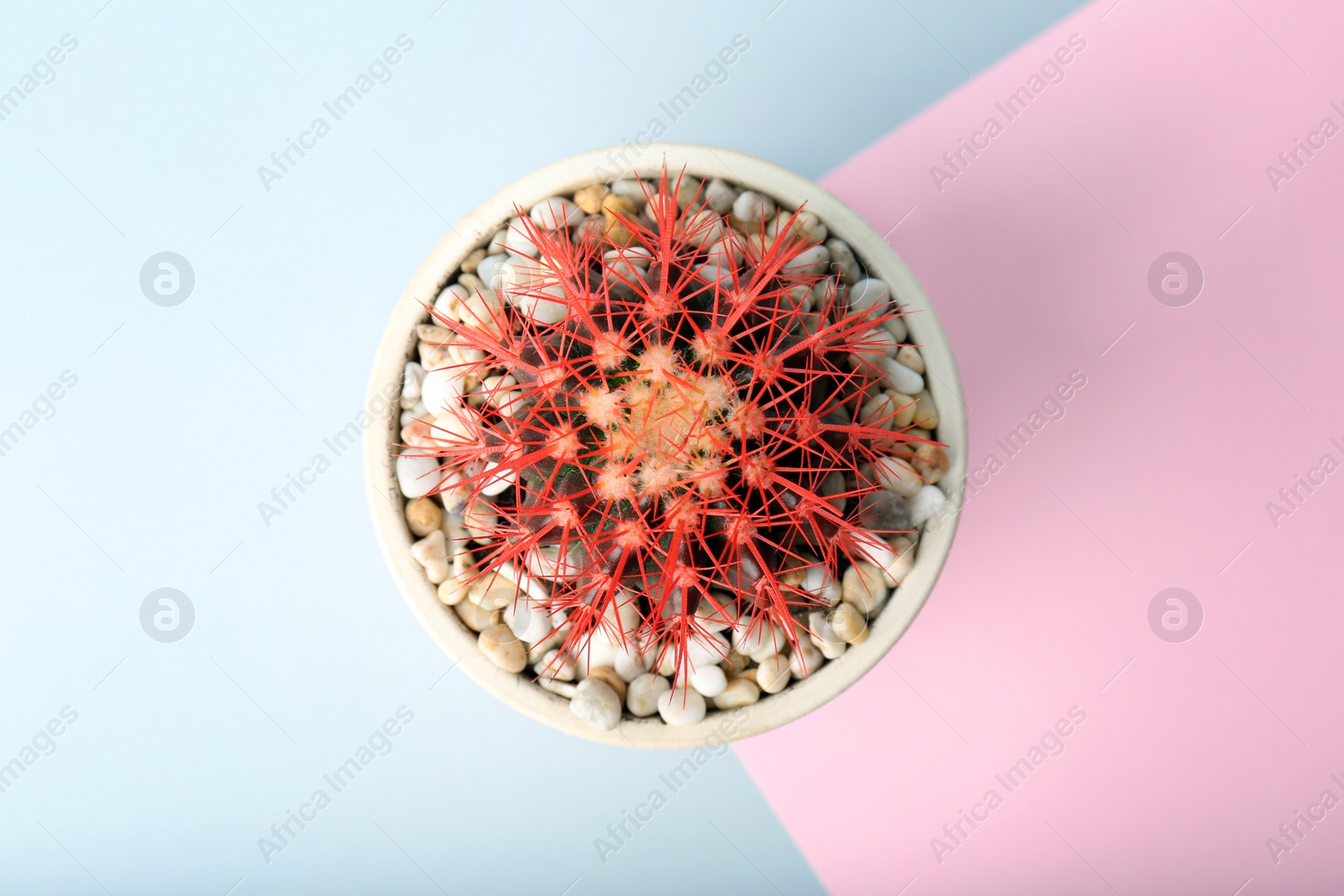 Photo of Beautiful cactus on color background, top view