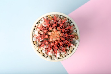 Beautiful cactus on color background, top view