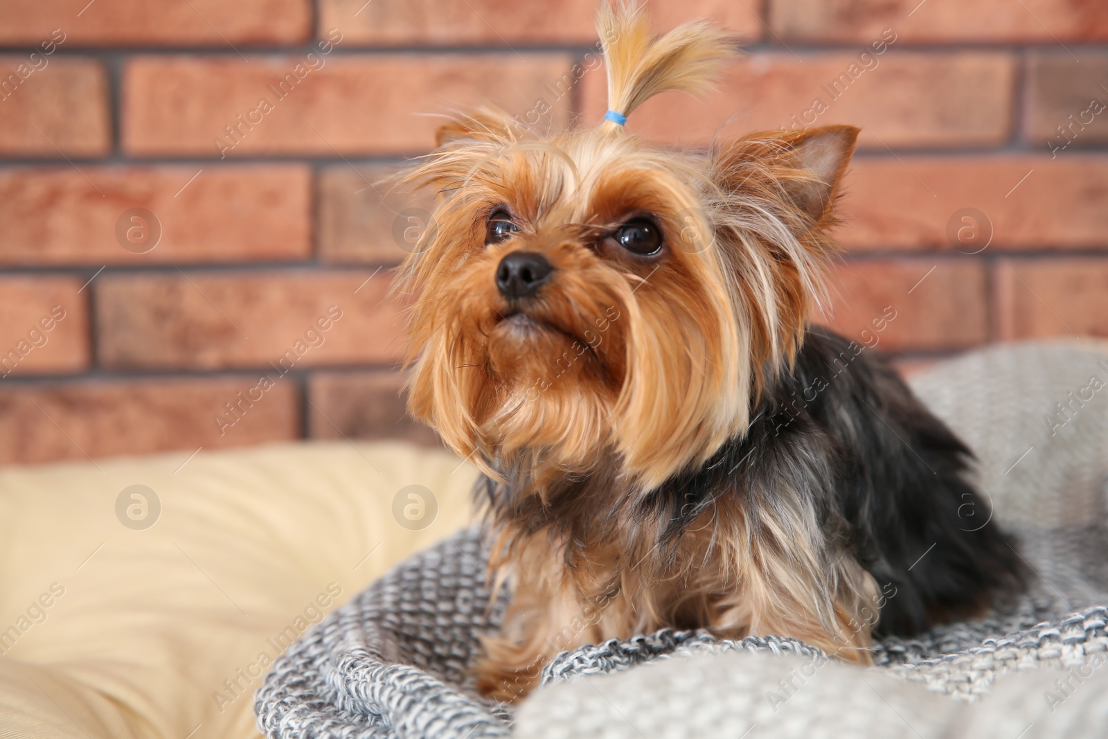 Photo of Yorkshire terrier on pet bed against brick wall, space for text. Happy dog