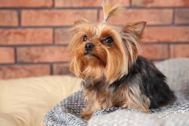 Photo of Yorkshire terrier on pet bed against brick wall, space for text. Happy dog