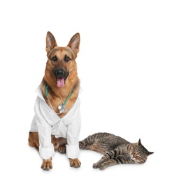 Cute dog in uniform with stethoscope as veterinarian and cat on white background