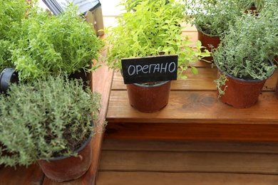 Photo of Fresh potted home plants on wooden window sill