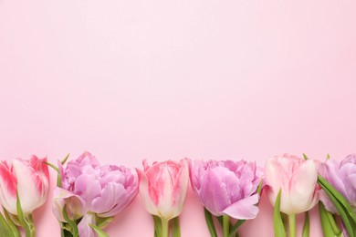 Beautiful colorful tulip flowers on pink background, top view. Space for text