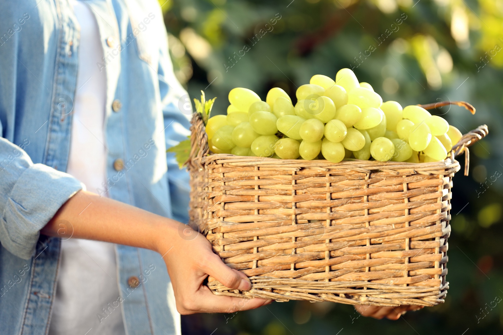 Photo of Woman holding basket with fresh ripe juicy grapes in vineyard, closeup