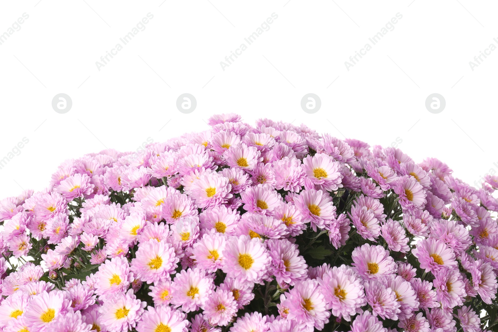 Photo of Beautiful bouquet of colorful chrysanthemum flowers on white background