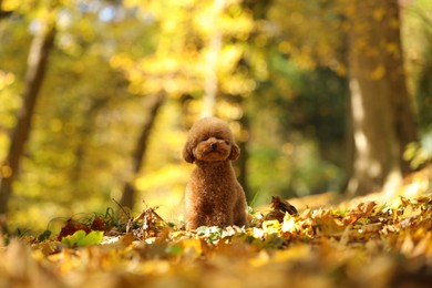 Cute Maltipoo dog in beautiful autumn park