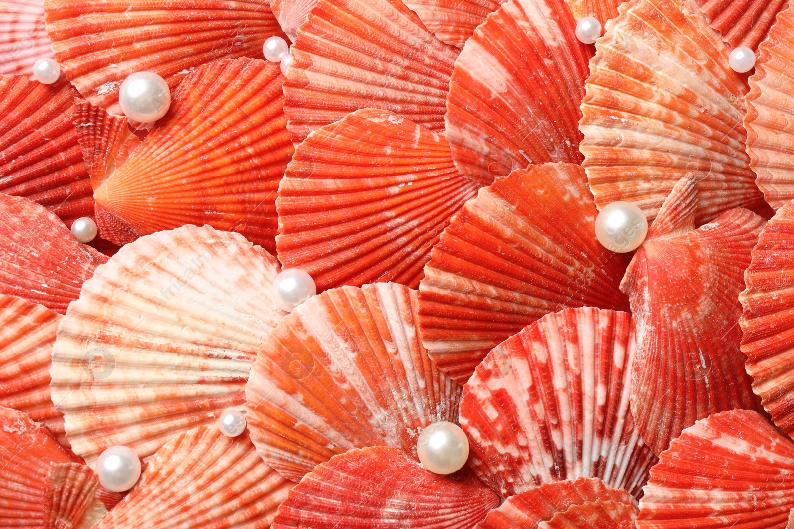 Photo of Beautiful pearls and seashells as background, closeup
