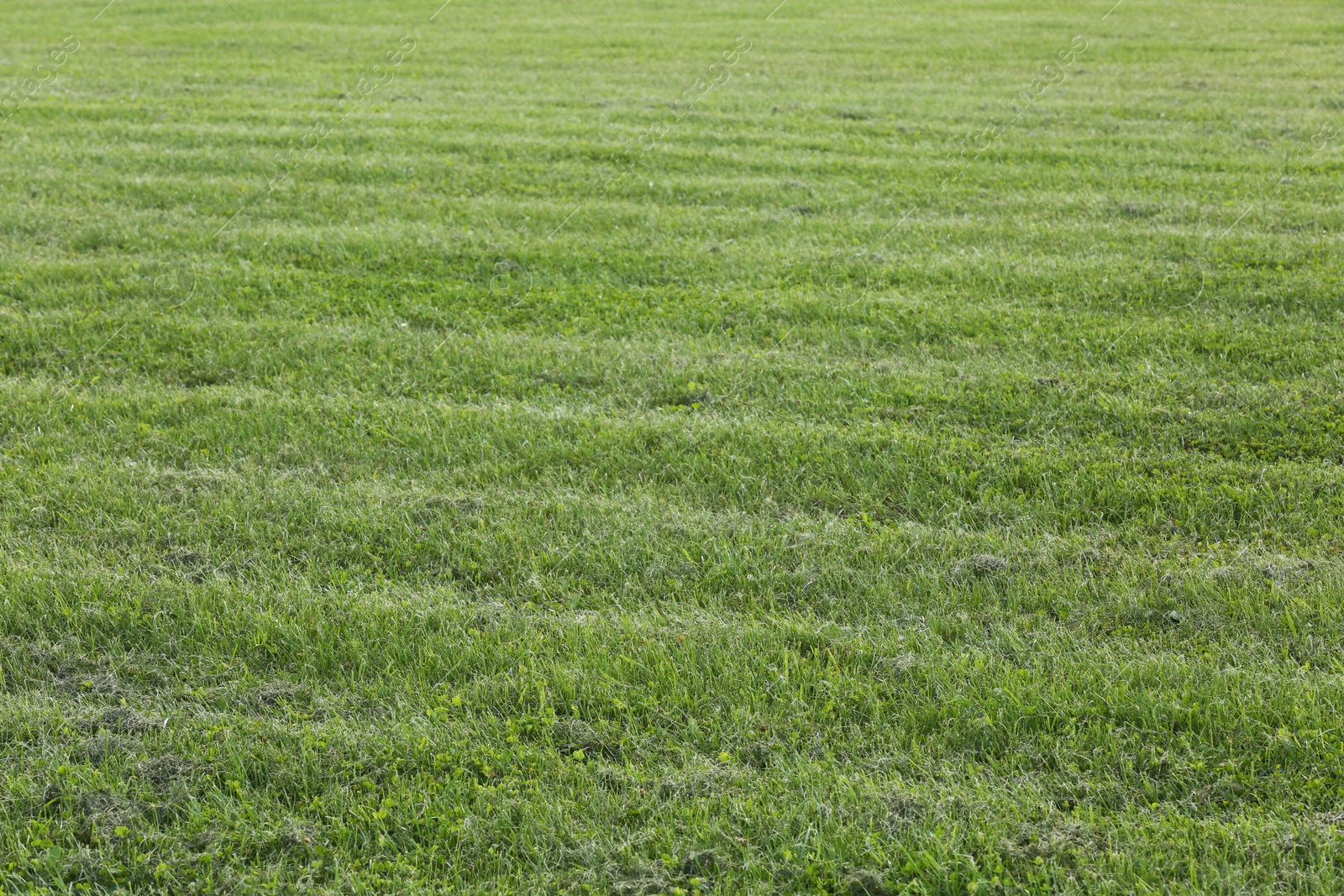 Photo of Beautiful lawn with bright green grass outdoors