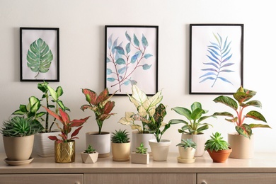 Photo of Collection of beautiful houseplants on wooden commode indoors