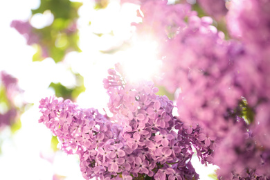 Closeup view of beautiful blossoming lilac shrub outdoors