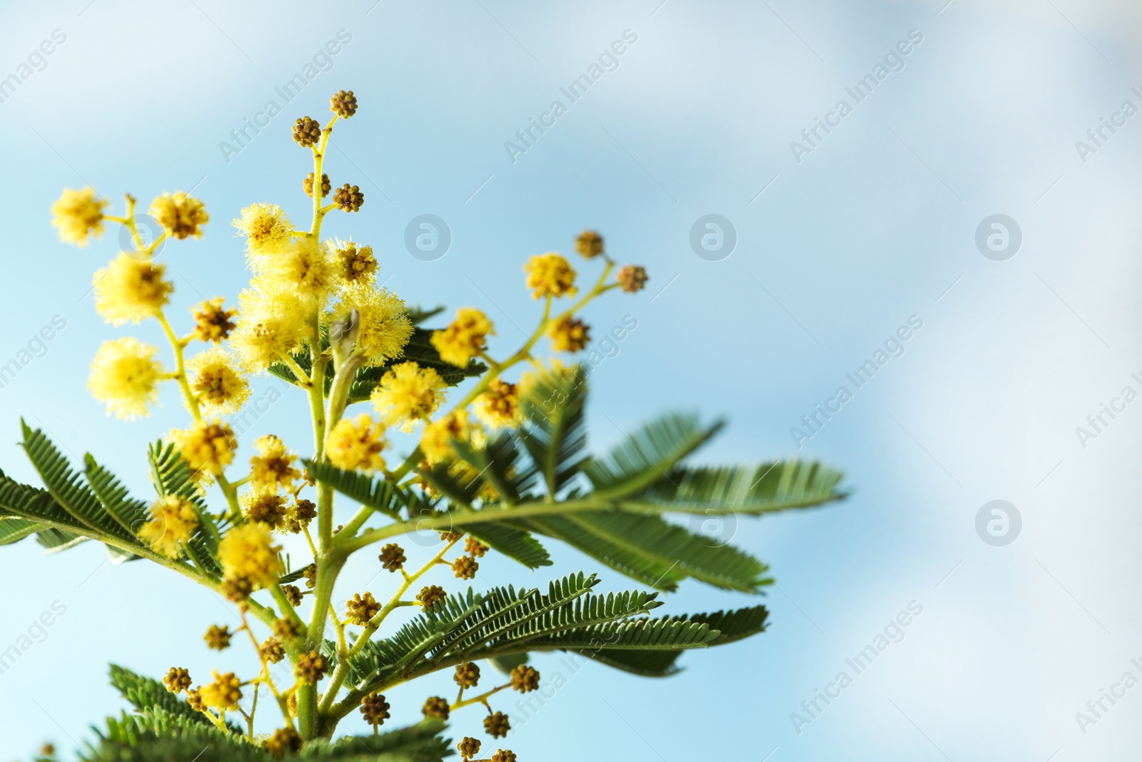 Photo of Beautiful view of mimosa tree with bright yellow flowers against blue sky, space for text