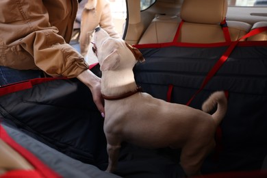 Woman putting her cute Jack Russel Terrier dog in car. Pet accessory