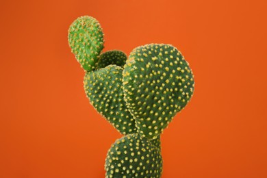 Photo of Beautiful green Opuntia cactus on orange background