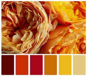 Image of Beautiful fresh flowers and color palette. Collage