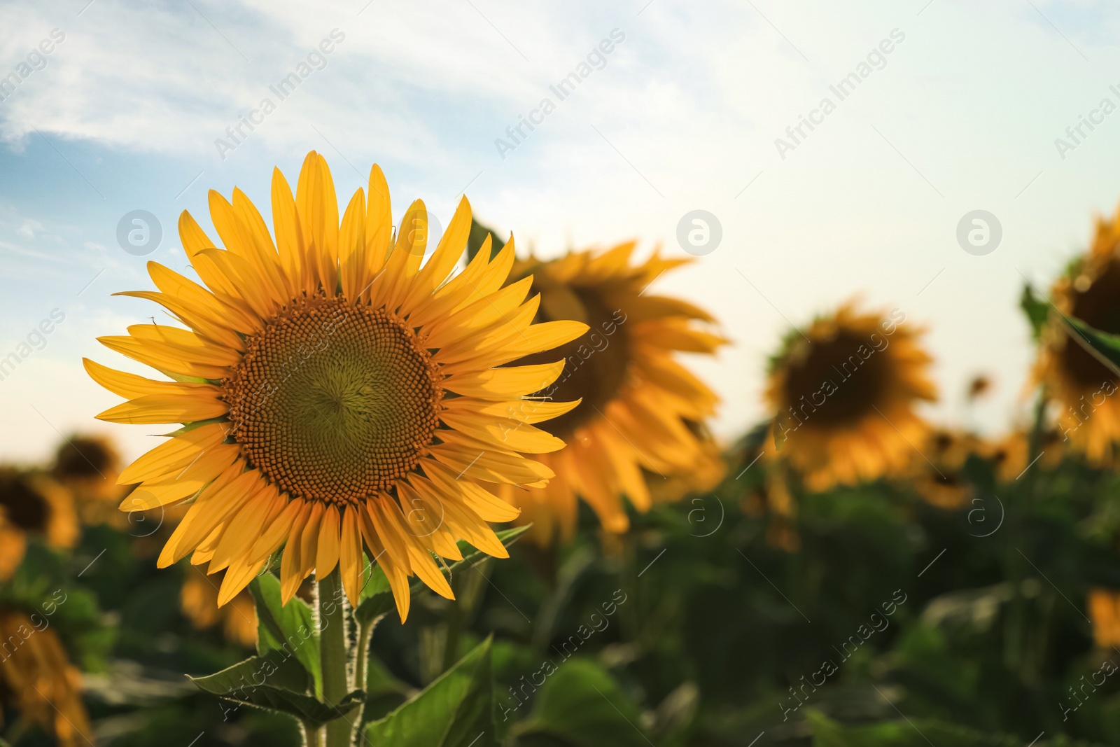 Photo of Sunflower growing in field outdoors, space for text