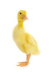 Cute fluffy baby duckling on white background