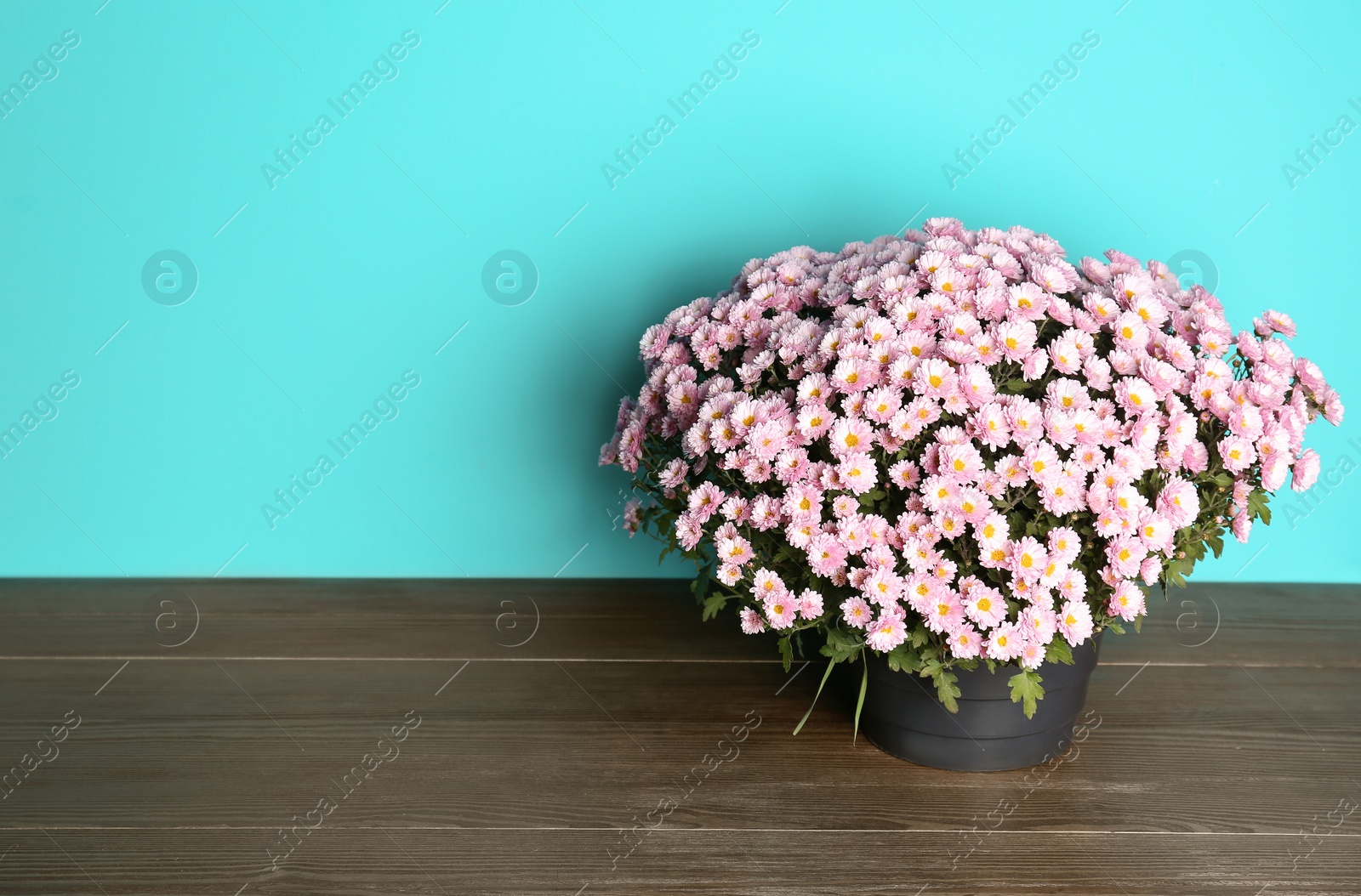 Photo of Beautiful potted chrysanthemum flowers on table against color background. Space for text