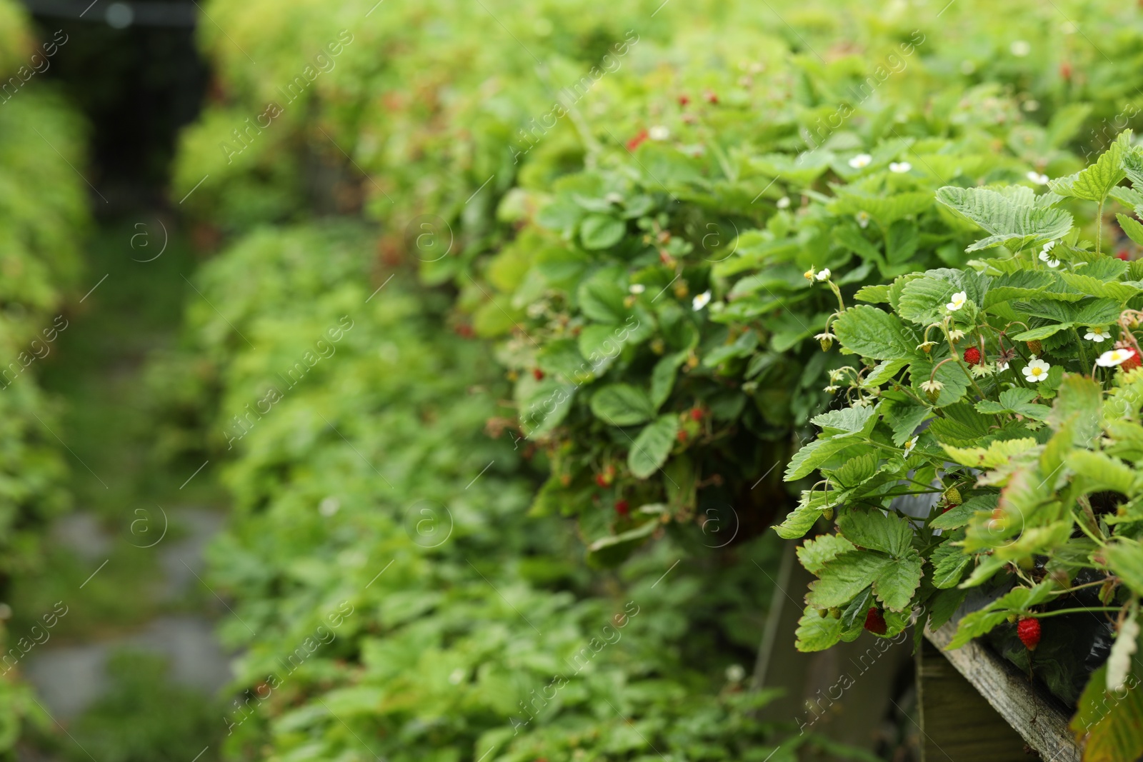 Photo of Rows of wild strawberry bushes with berries growing on farm, space for text