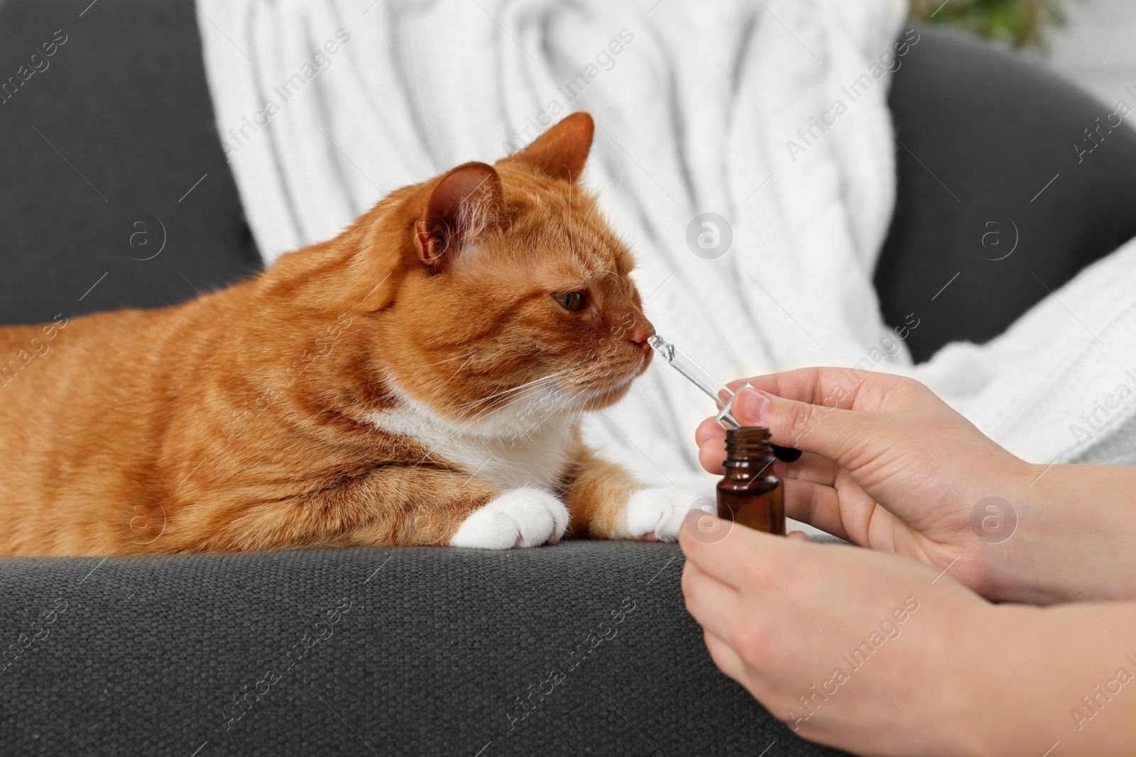 Photo of Woman giving vitamin tincture to cute cat indoors, closeup