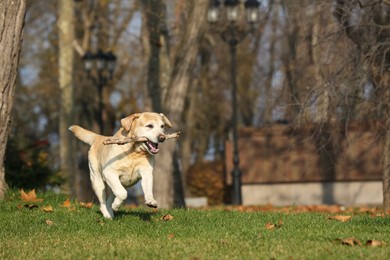 Photo of Yellow Labrador fetching stick in park on sunny day