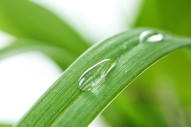 Photo of Water drops on green leaf against blurred background