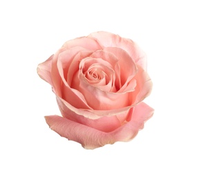 Beautiful pink rose on white background. Perfect gift