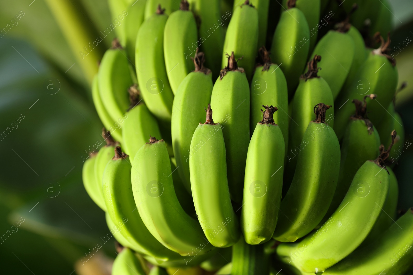 Photo of Unripe bananas growing on tree outdoors, low angle view. Space for text