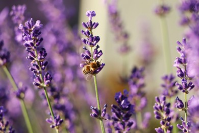 Closeup view of beautiful lavender with bee in field on sunny day