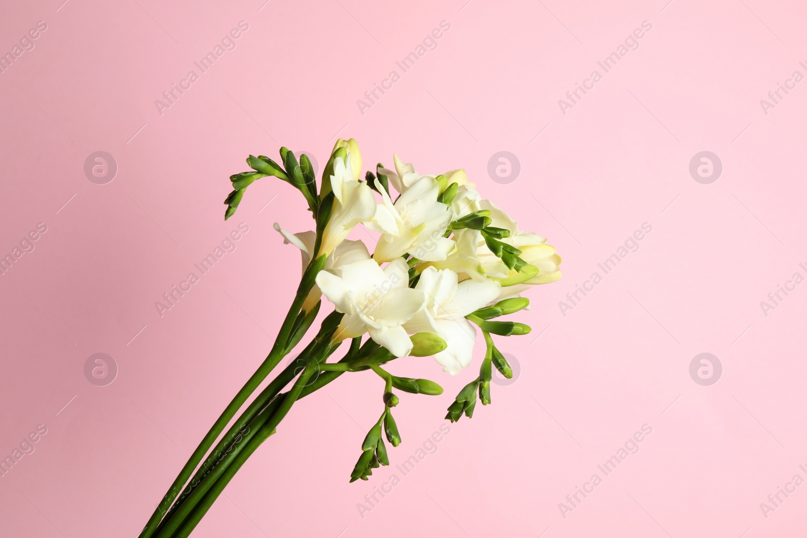 Photo of Beautiful freesia flowers on light pink background