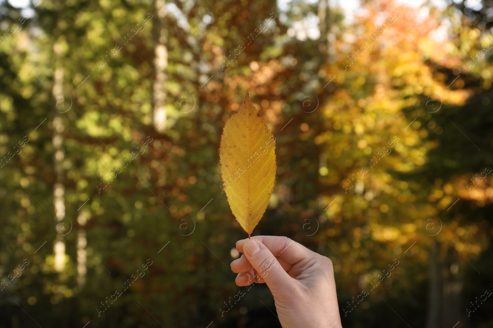 Photo of Woman holding beautiful leaf outdoors on autumn day, closeup