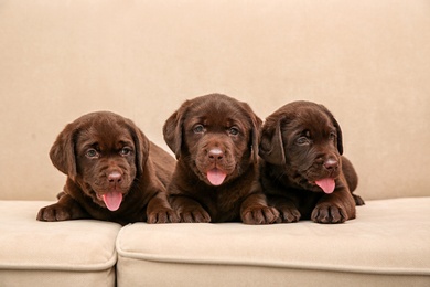 Chocolate Labrador Retriever puppies on soft sofa