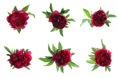 Image of Set of beautiful peony flowers on white background 