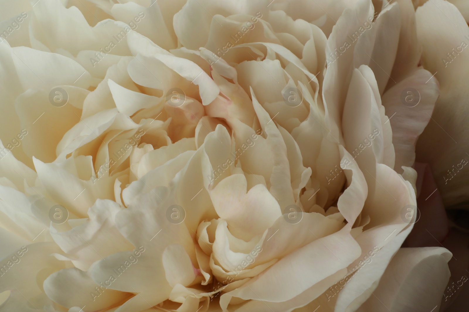 Photo of Closeup view of beautiful white peony flower