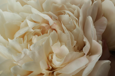 Closeup view of beautiful white peony flower