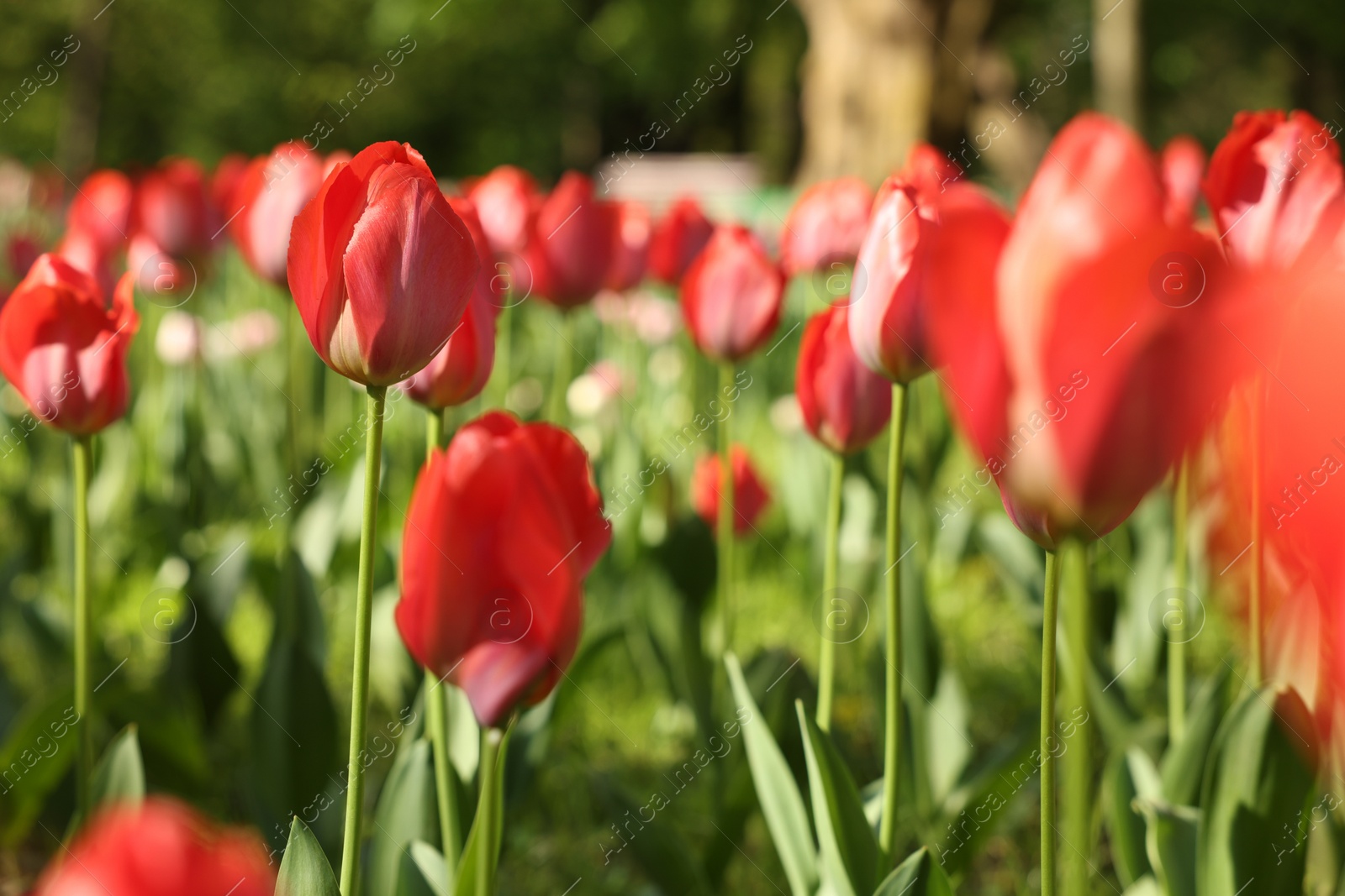 Photo of Beautiful red tulips growing outdoors on sunny day, closeup