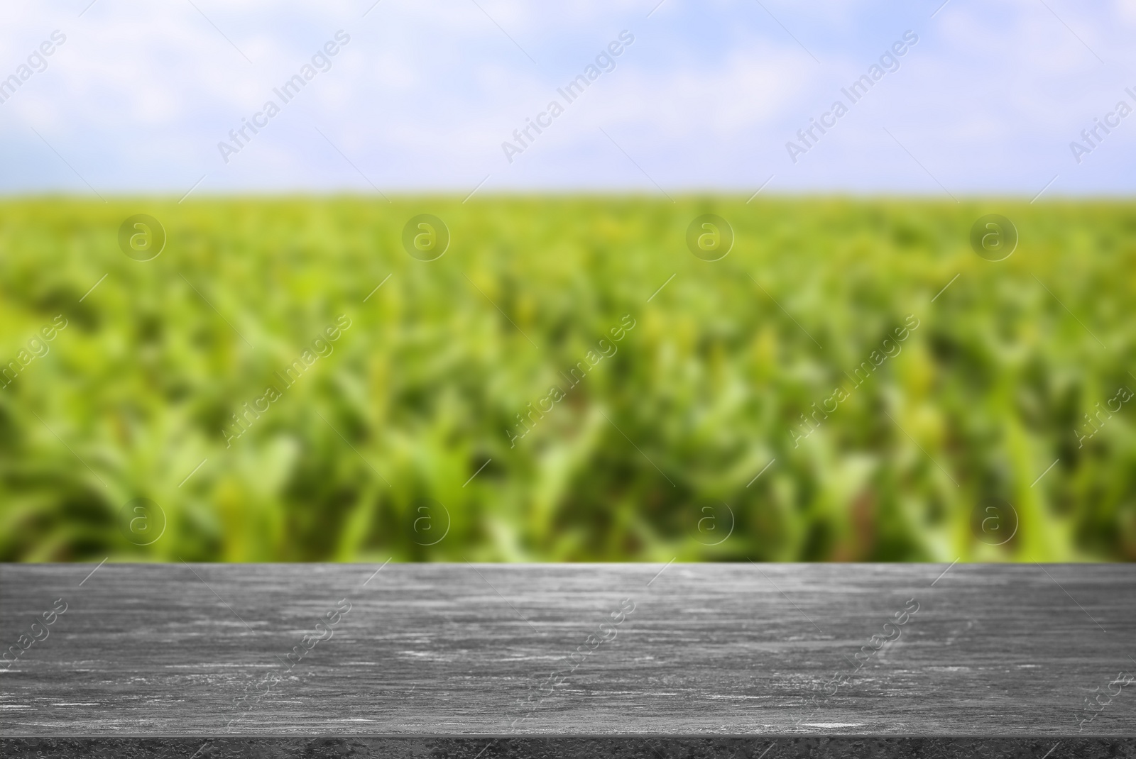 Image of Empty stone surface and blurred view of corn plants growing in field. Space for text