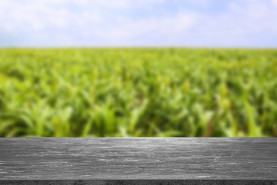 Empty stone surface and blurred view of corn plants growing in field. Space for text