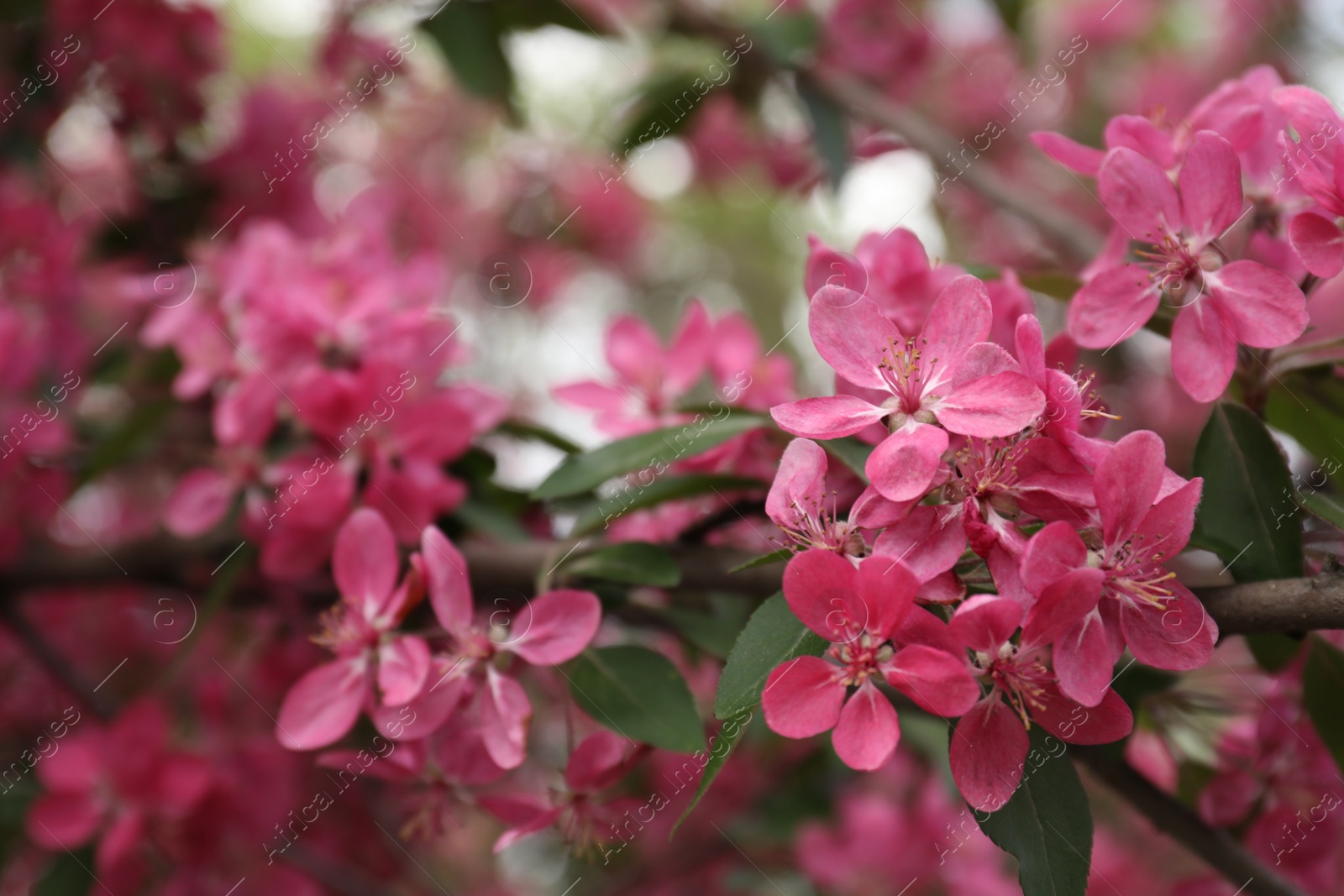 Photo of Beautiful cherry tree with pink blossoms outdoors, closeup. Spring season