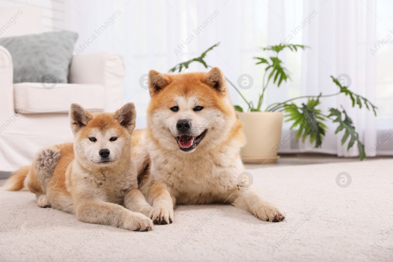 Photo of Adorable Akita Inu dog and puppy on floor in living room