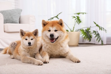 Photo of Adorable Akita Inu dog and puppy on floor in living room