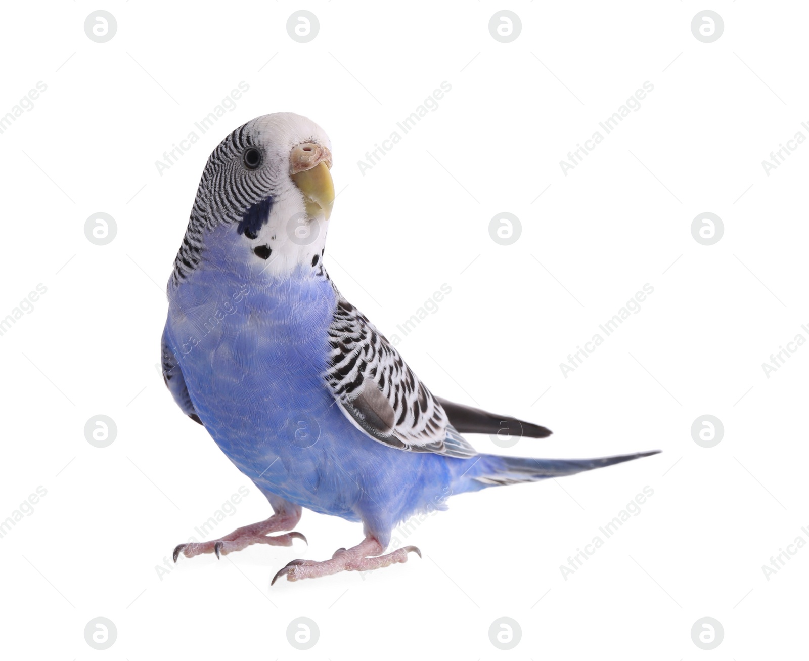 Photo of Beautiful parrot isolated on white. Exotic pet