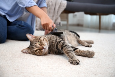 Photo of Woman brushing her cat while it resting on carpet at home
