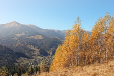 Beautiful mountain landscape with birch grove on sunny autumn day