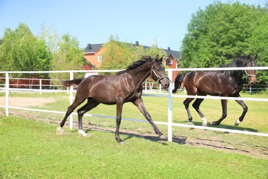 Photo of Dark bay horses in paddock on sunny day. Beautiful pets