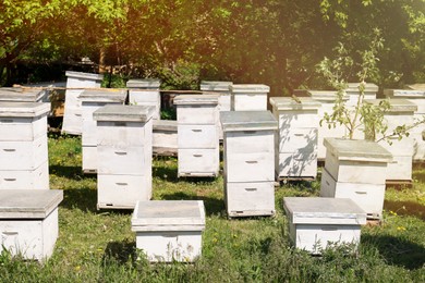 Photo of Many white bee hives at apiary on spring day