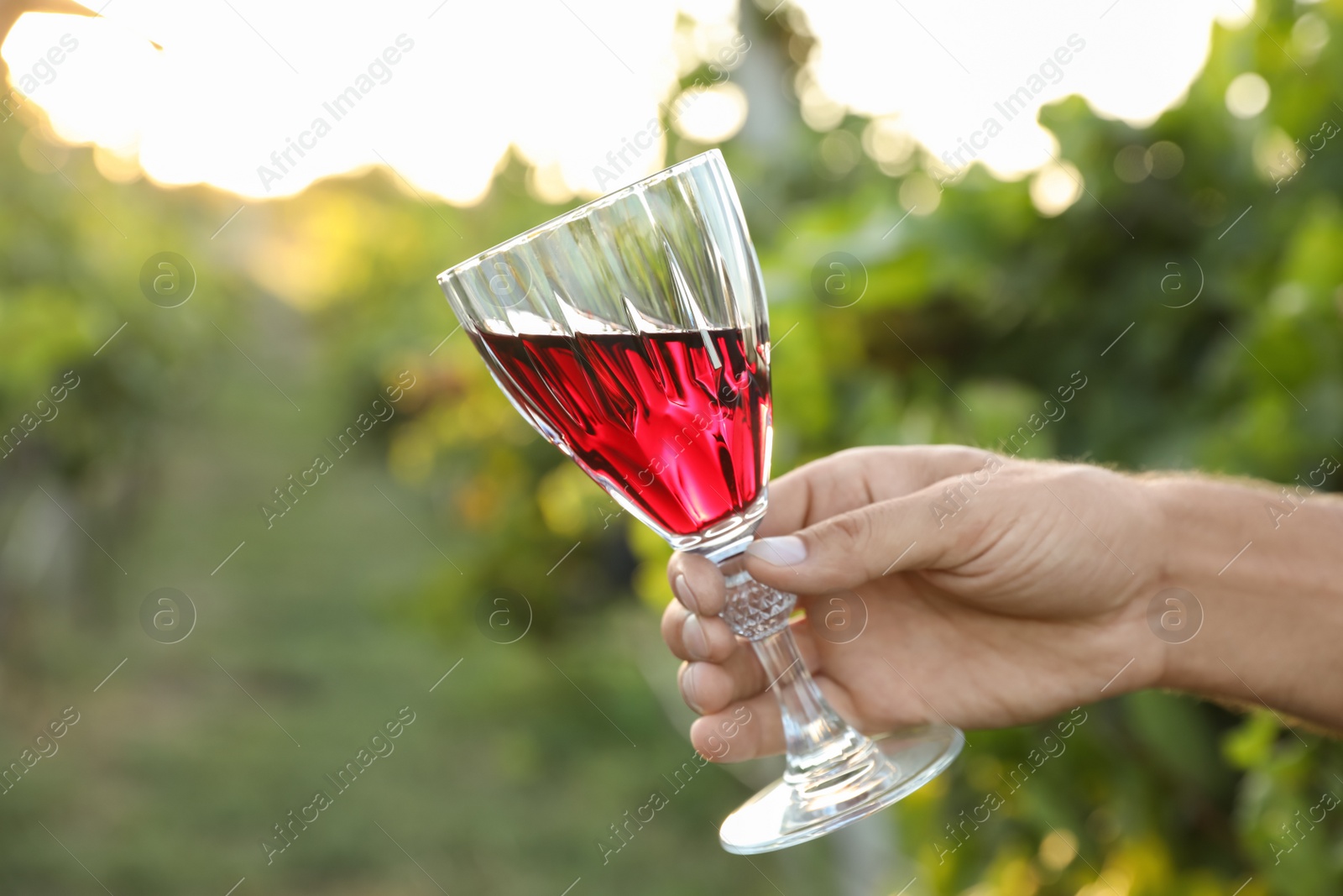 Photo of Man holding glass of wine in vineyard, closeup