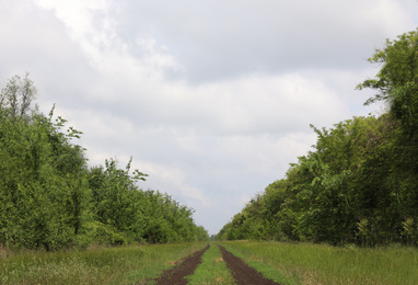 Photo of Country road going through trees under cloudy sky