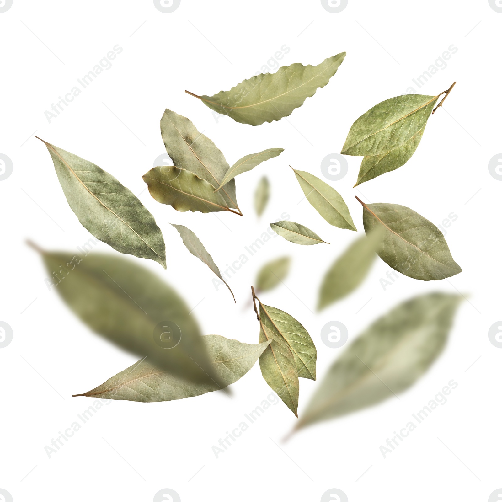 Image of Dry bay leaves falling on white background