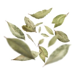 Dry bay leaves falling on white background